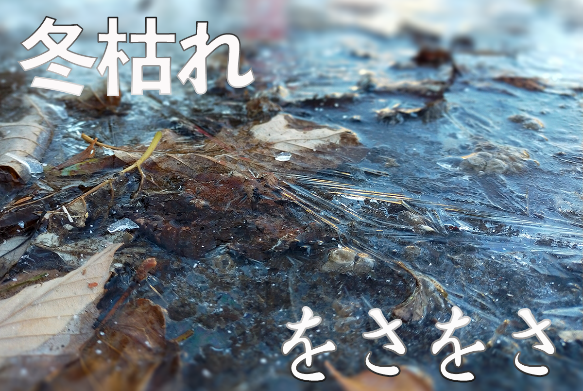 冬枯れのヒラマ | 株式会社ヒラマ写真製版