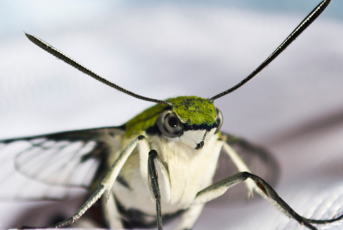 Favorite オオスカシバ編 株式会社ヒラマ写真製版